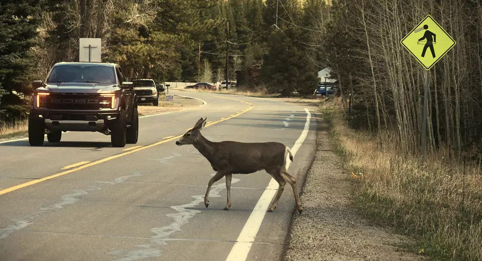 Why Hitting a Deer in New York Is About to Cost You Way More