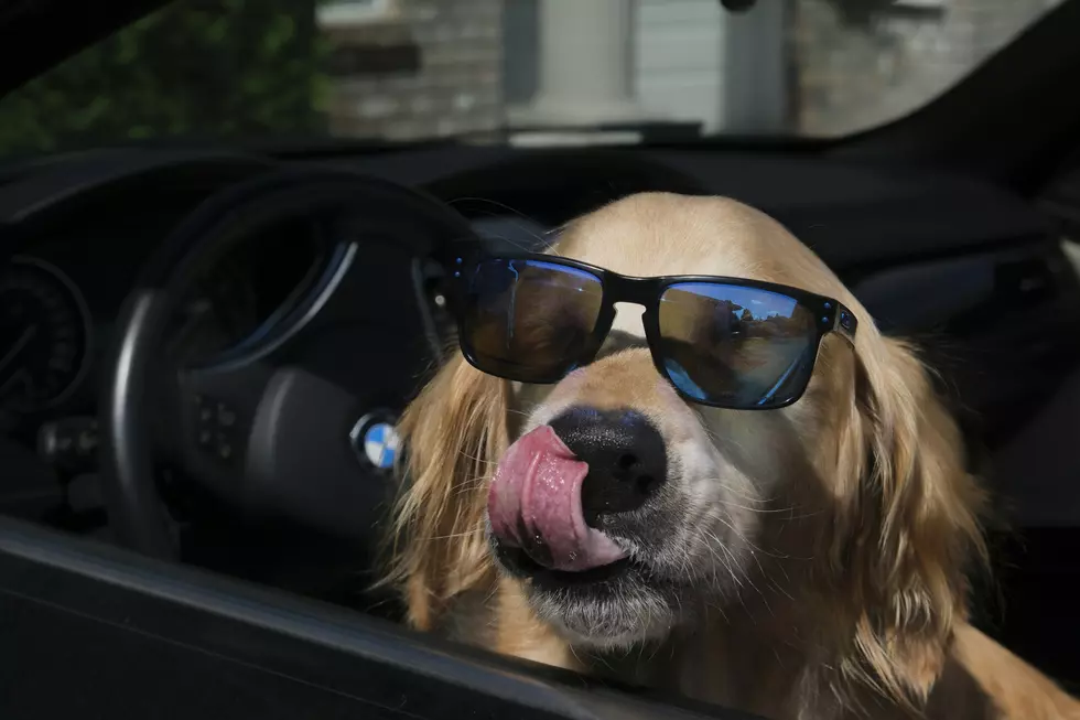 Is It Illegal to Drive With Your Dog in Your Lap in New York?