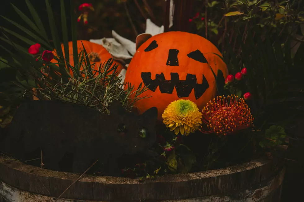 Trick or Treat at Animal Adventure Park in Harpursville This Weekend