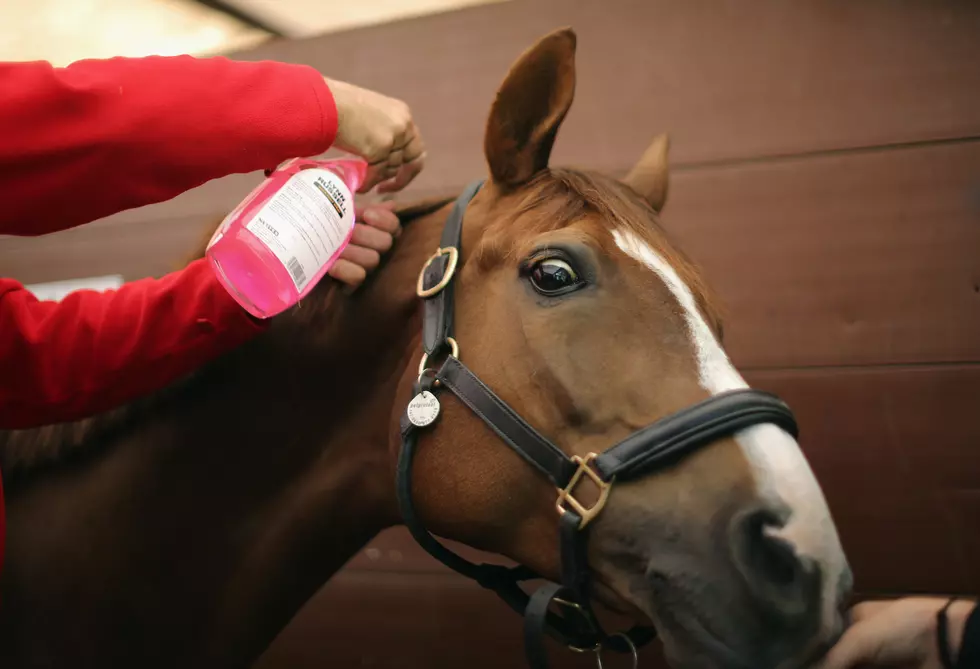 NYS: Horses Need Vaccinations