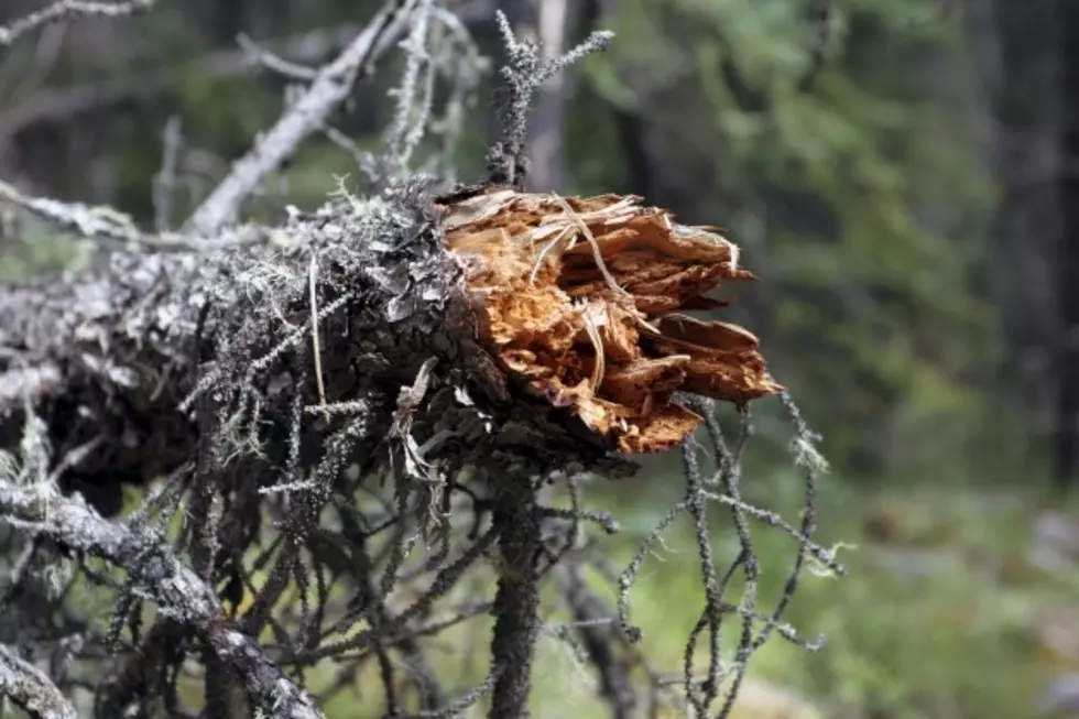 Wind Knocks Down Trees and Powerlines