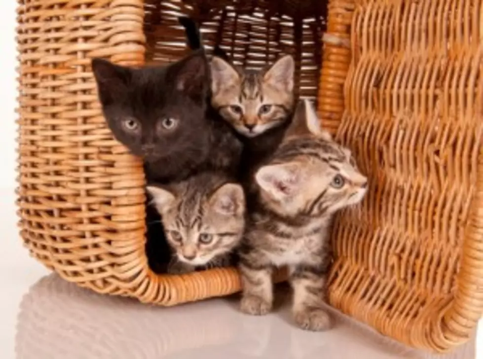 Unique Cat Rescue Group is Cage-Free