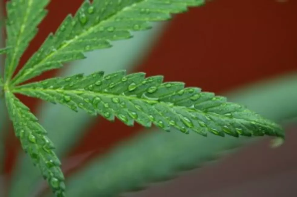 96 Marijuana Plants Seized From Cortland Home