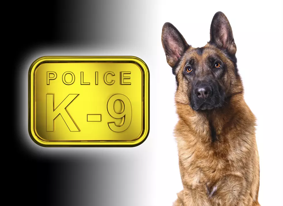 K9 Gets Protection