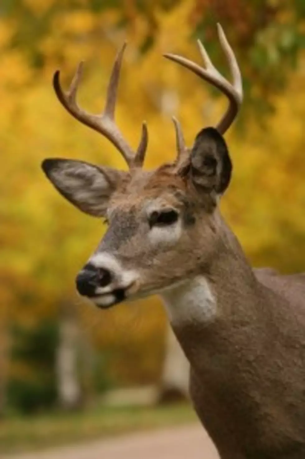 Car/Deer Collisions on the Rise on New York Roads
