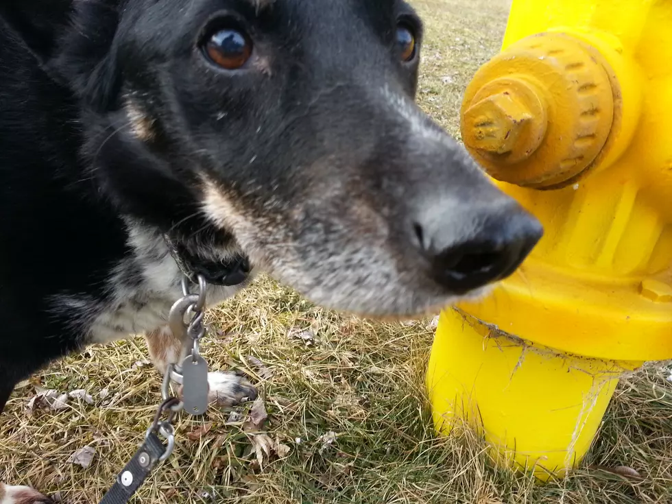 Binghamton to do Hydrant Maintenance