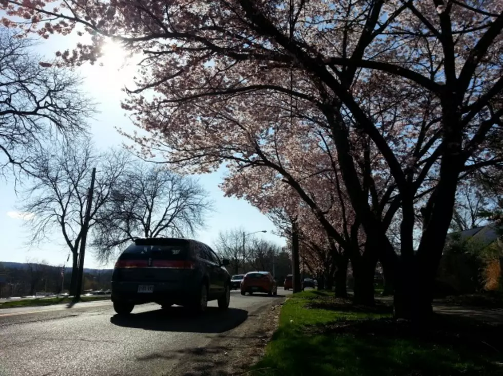 Spring Blooms Across Binghamton