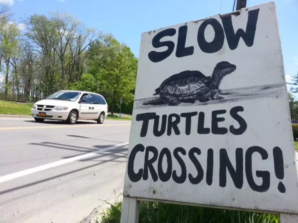 Owego Drivers Urged To Watch Out For Turtles