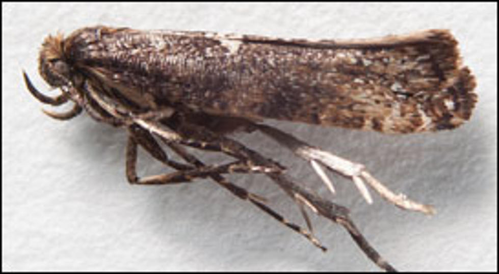 New York Growers Asked to Look for the Leek Moth