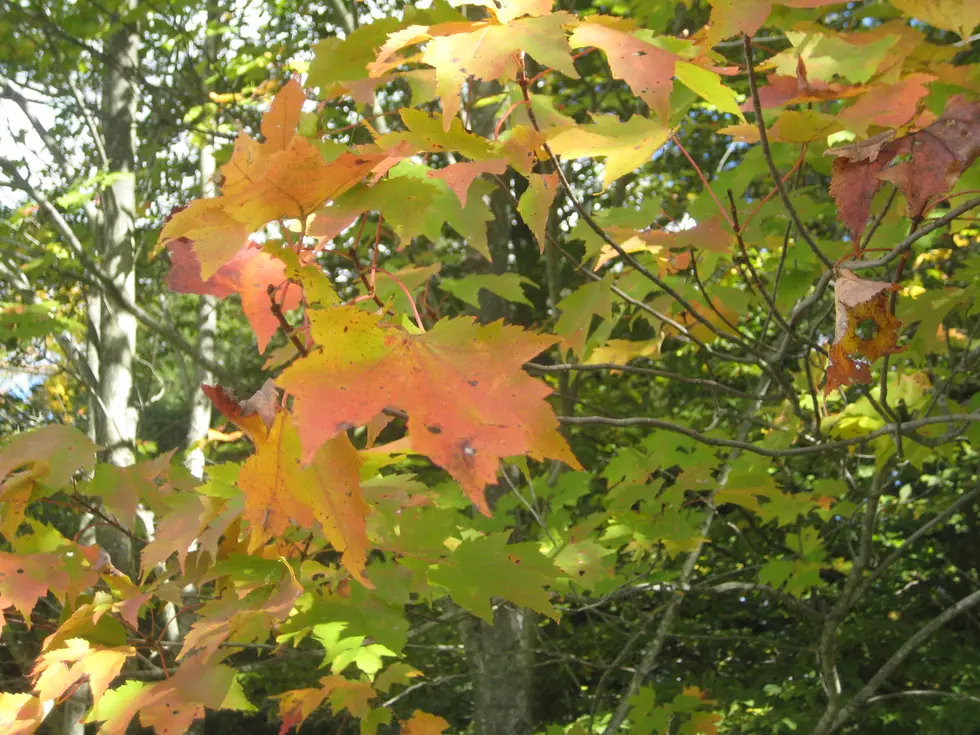 New York Fall Foliage Reports Adirondacks Near Mid Color Change