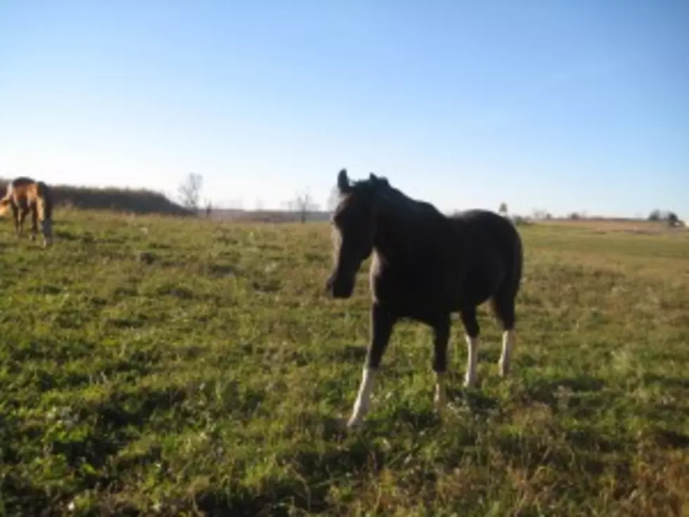 Delaware County Horse is a Reported Repeat Offender