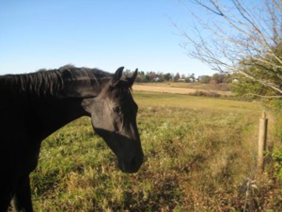 New York Lawsuit Against Racehorse Retirement Fund Settled
