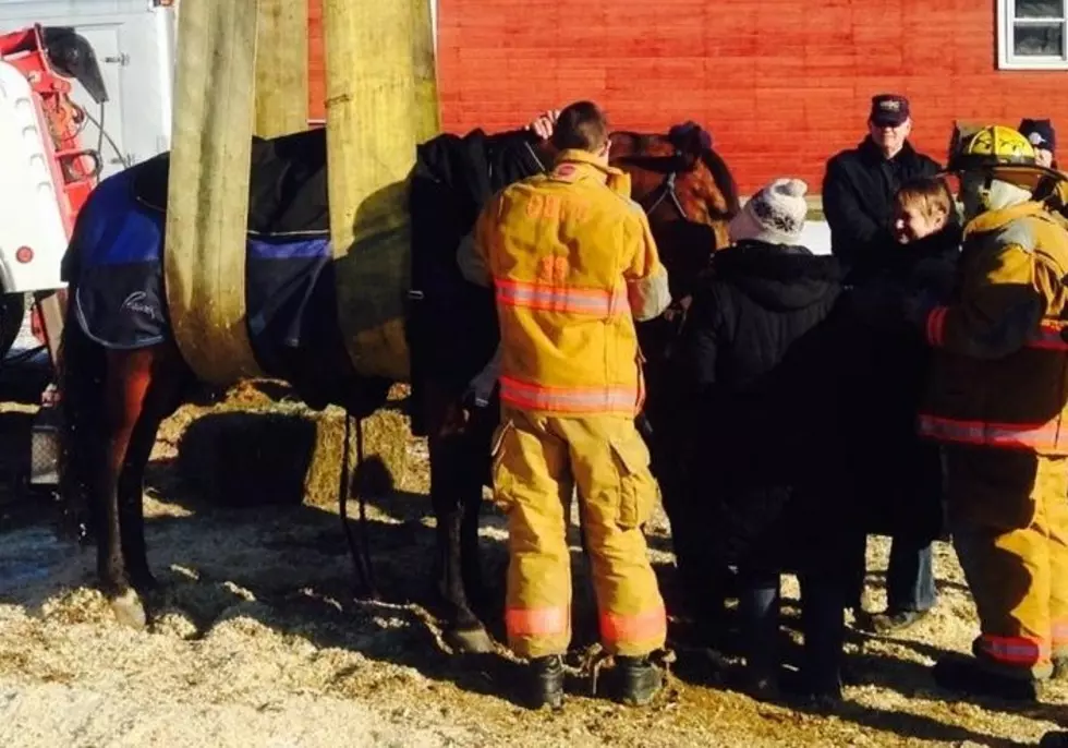 Tow Company Rescues Town Of Chenango Horse