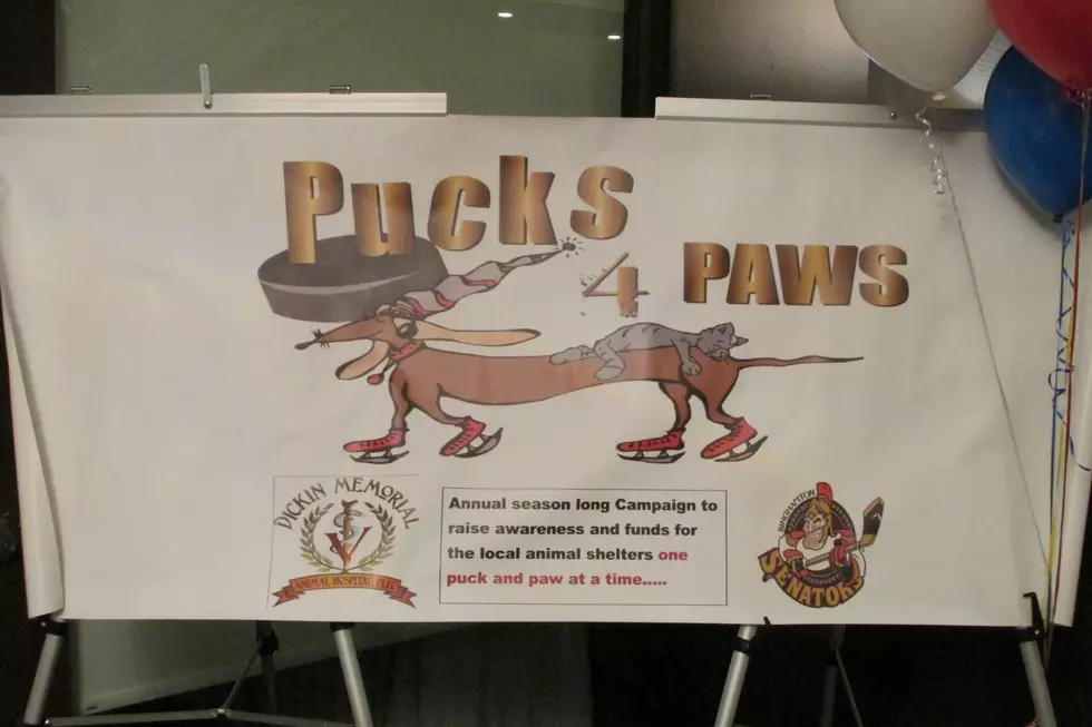 Pucks 4 Paws Raises Money For Homeless Pets