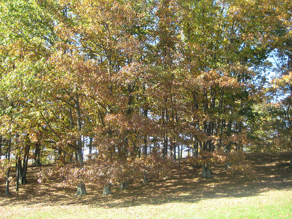Maple Trees Drop Leaves in Twin Tiers