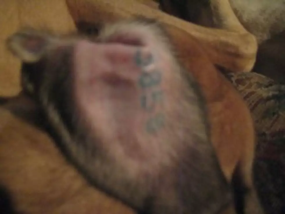 New York Bans Most Pet Tattoos