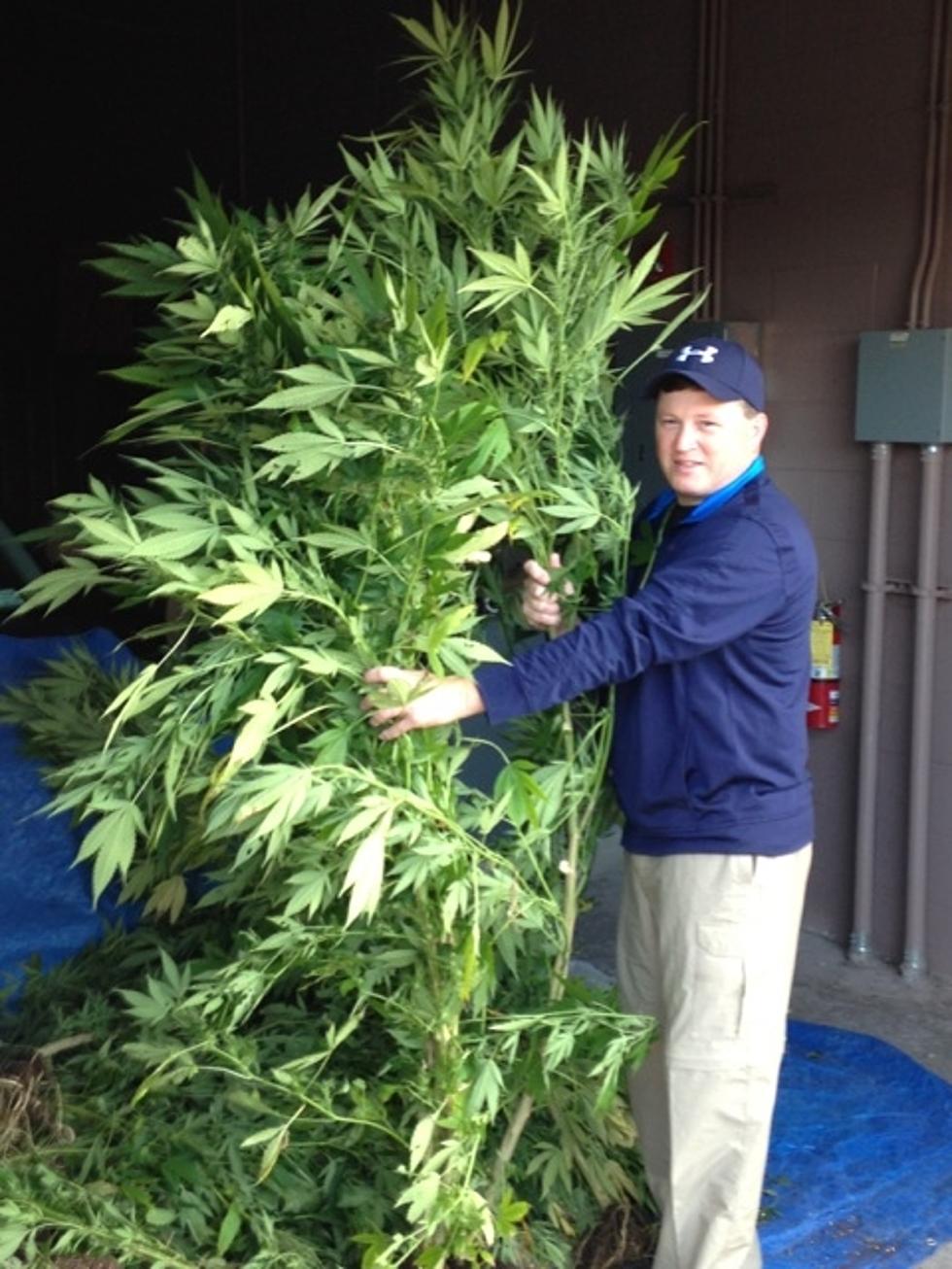 Tips Lead to Pot Farms in Delaware County