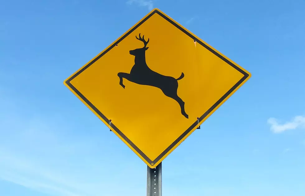 Deer alert