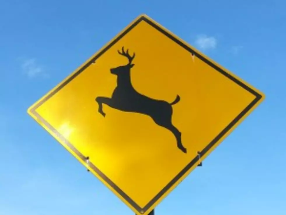 Car-Deer Collisions On Rise In Binghamton Area