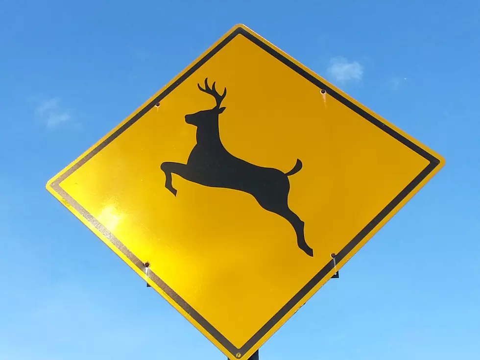 Vehicle/Deer Collisions Increase in Southern Tier