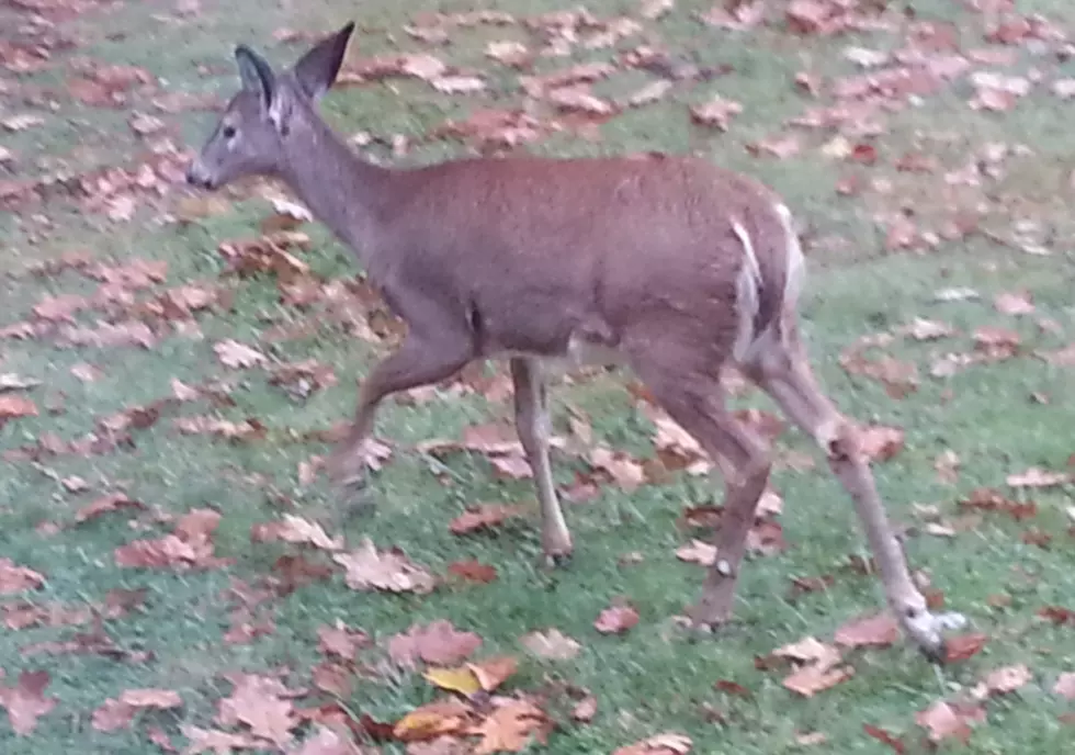 B.U. Deer Herd Hunted