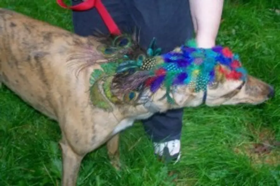 Costumed Critters Raise Money for Police Dog Bullet Proof Vest
