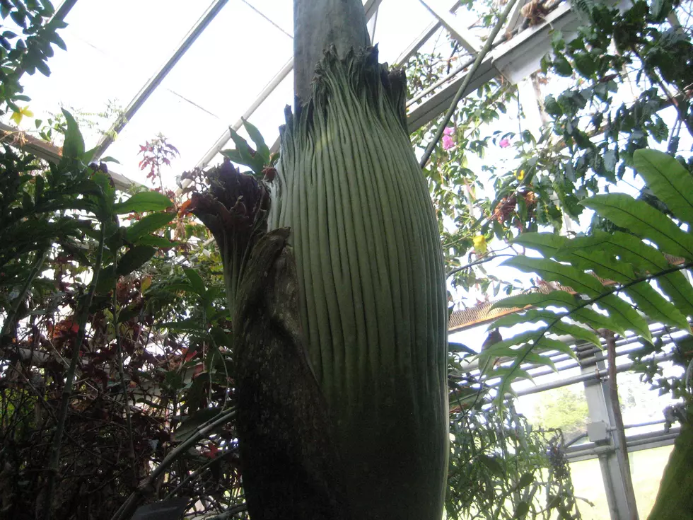 Binghamton University&#8217;s Corpse Flower Dies