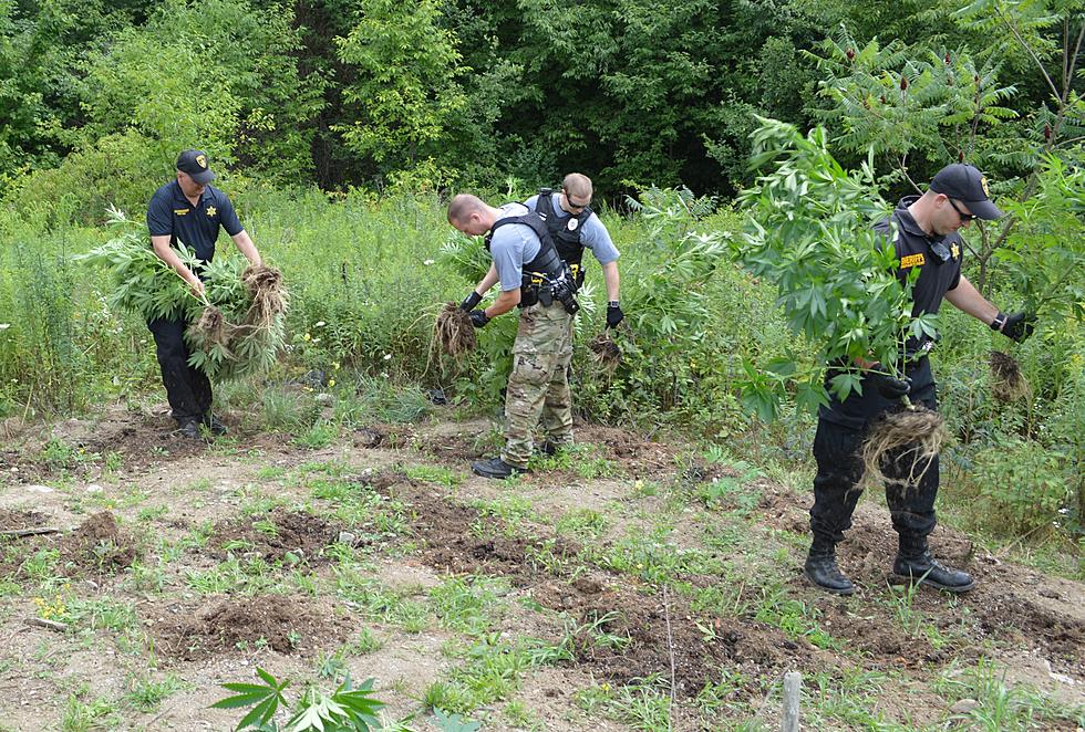 Trout Creek Man Accused of Growing Pot