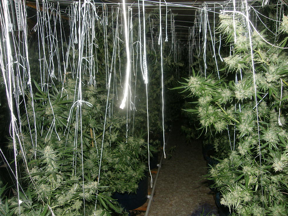 Sidney Man Accused of Growing Pot at Home