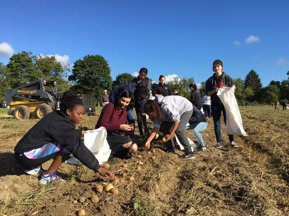 Campville Potato Harvest to Assist Local Food Programs