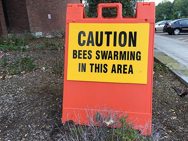 Bee-U! Binghamton University Warns of Swarms