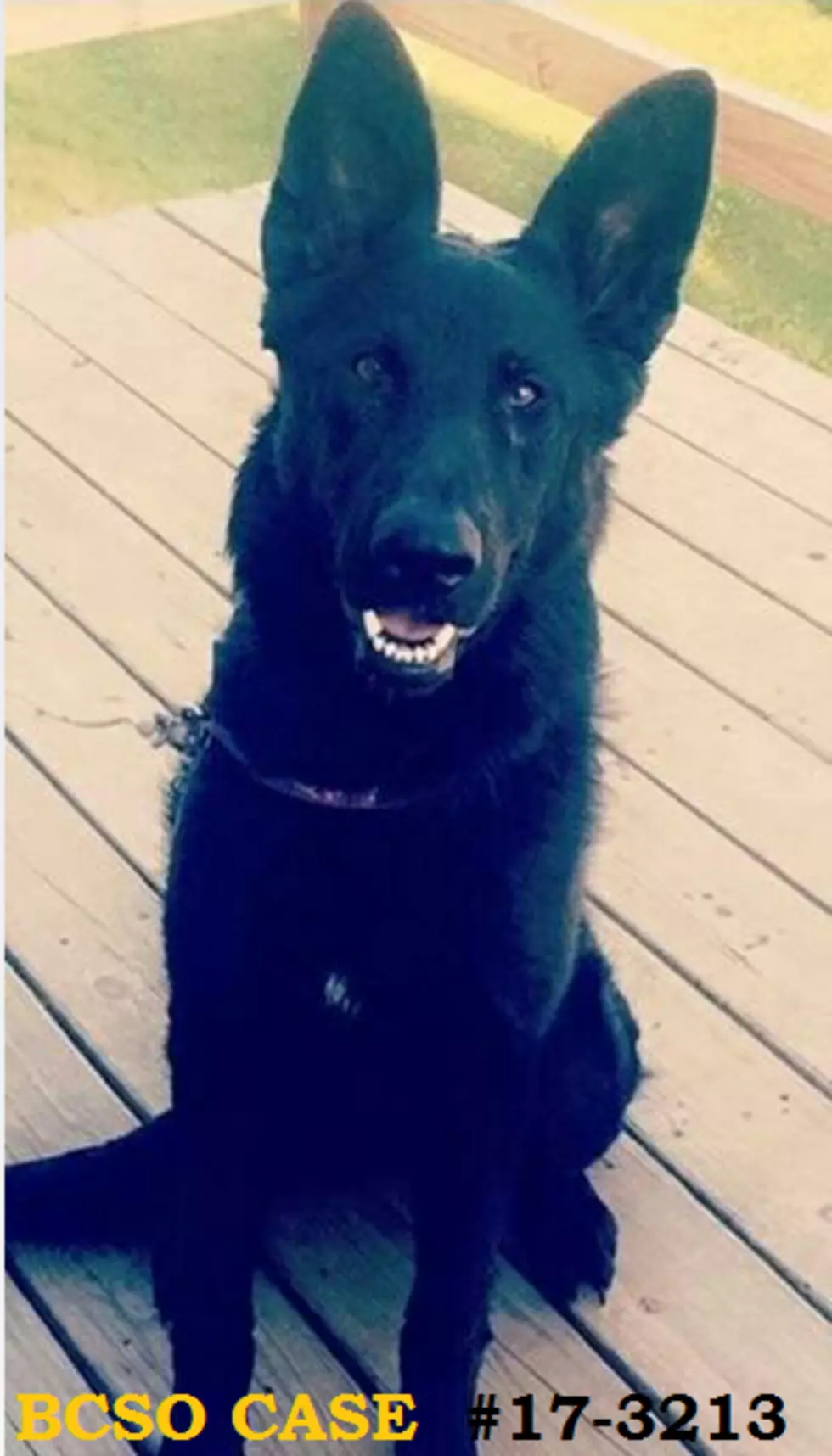 Stolen Dog Found in Binghamton