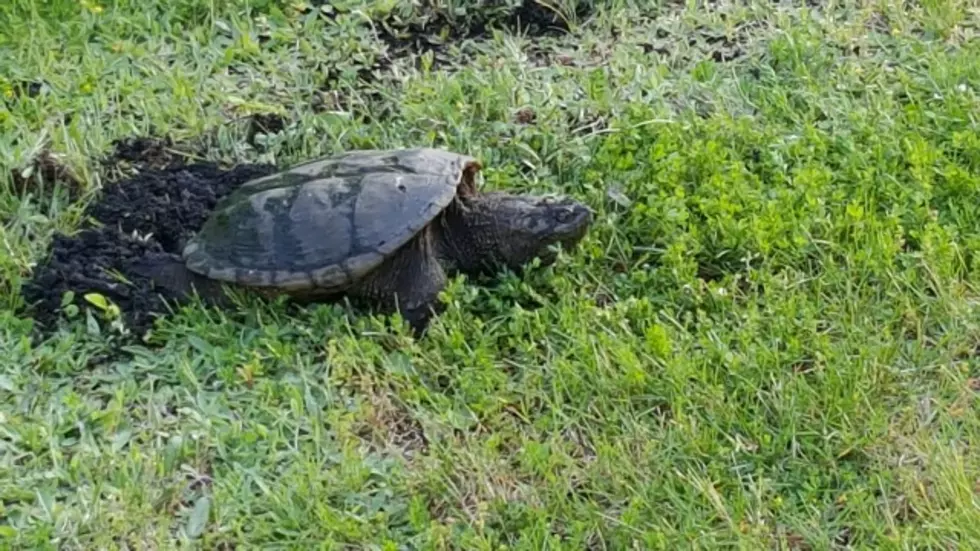 Man Injured Rescuing Turtle