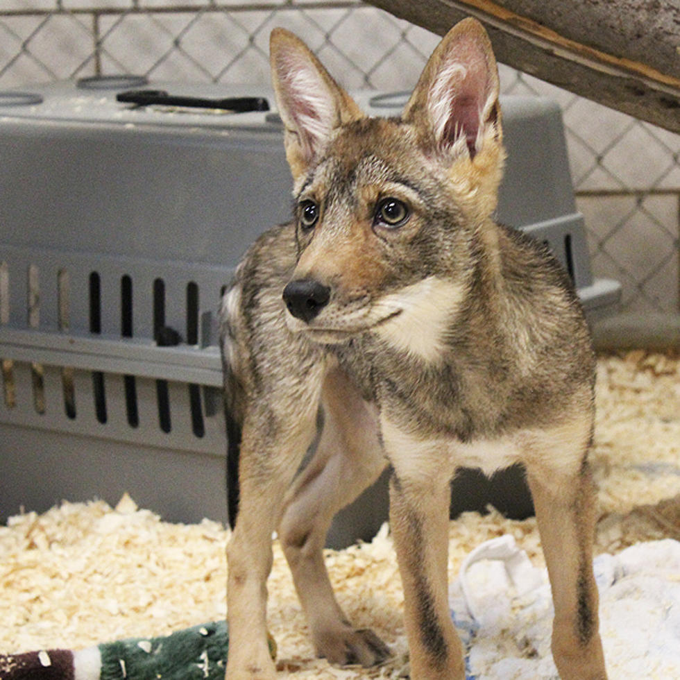 Binghamton&#8217;s Zoo Welcomes Coyote Orphan