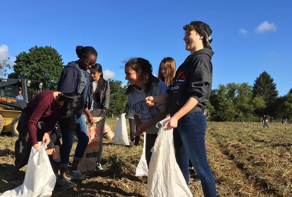 Volunteers to Harvest Potato Crop in West Corners