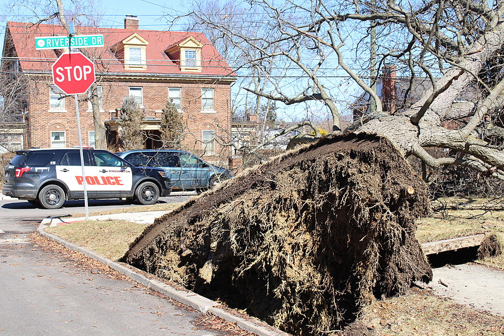 Tree Falls, Ties Up Traffic on Riverside Drive in Binghamton