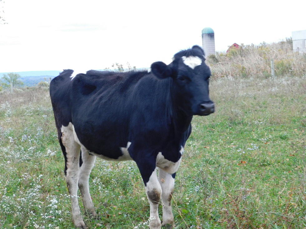 Rabid Cow Found In Trenton