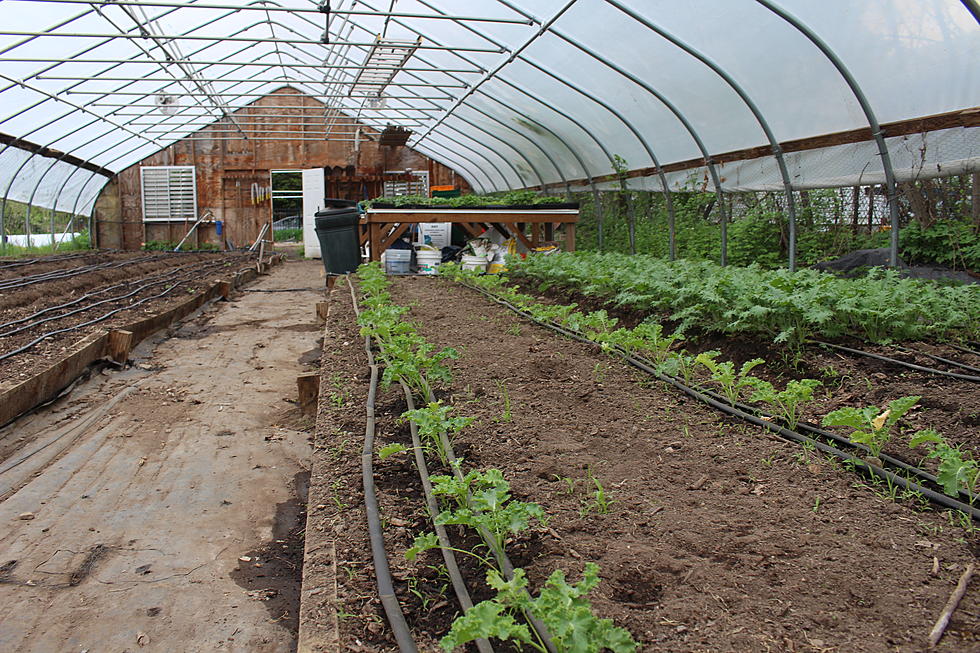 Downtown Binghamton Urban Farm to Expand