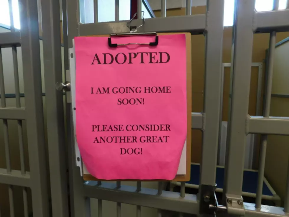 BC Humane Society’s Shelter Bids Farewell to Dozens of Adoptees