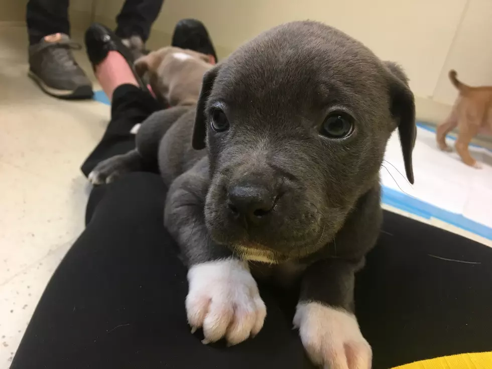 Puppies Available for Adoption at Broome Dog Shelter