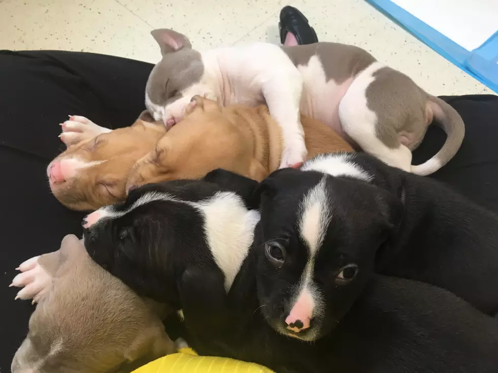 Puppies Available for Adoption at Broome Dog Shelter