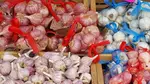 Garlic Festival Benefits American Civic Association
