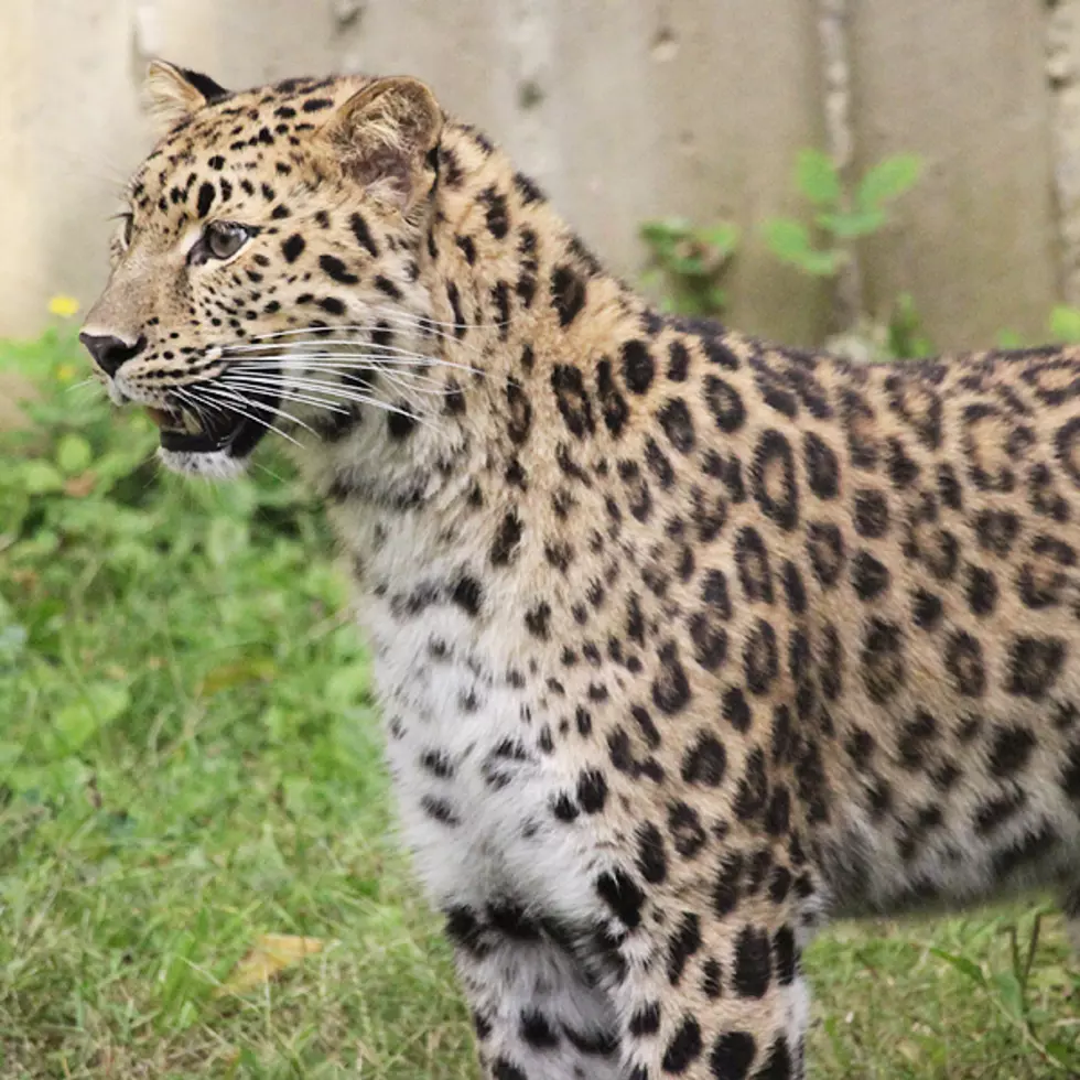 New Big Cat Moves in at Binghamton’s Ross Park Zoo