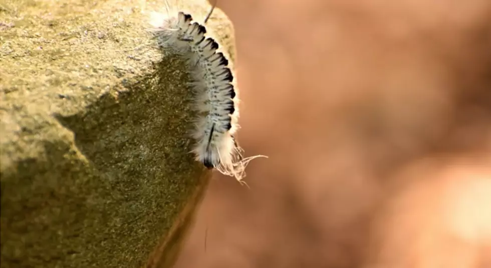 Painful Caterpillar Consequences Reported in Twin Tiers