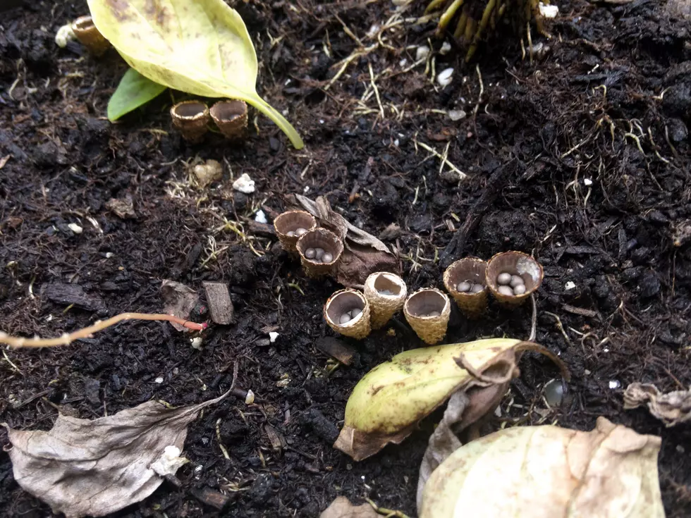 Mysterious Growth Pops Up in Town of Union Planter