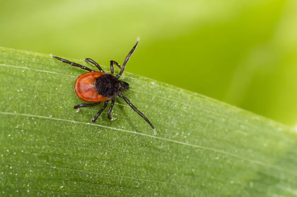 Lyme Disease Threat Growing in New York and Pennsylvania