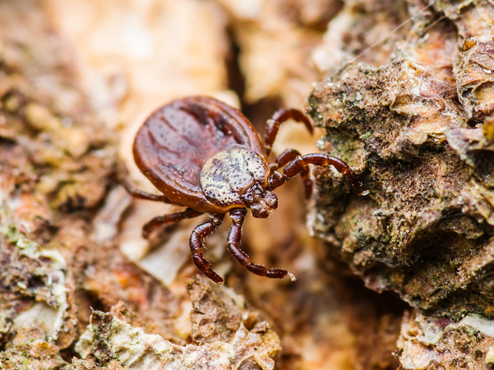 Lyme Disease Cases Skyrocket