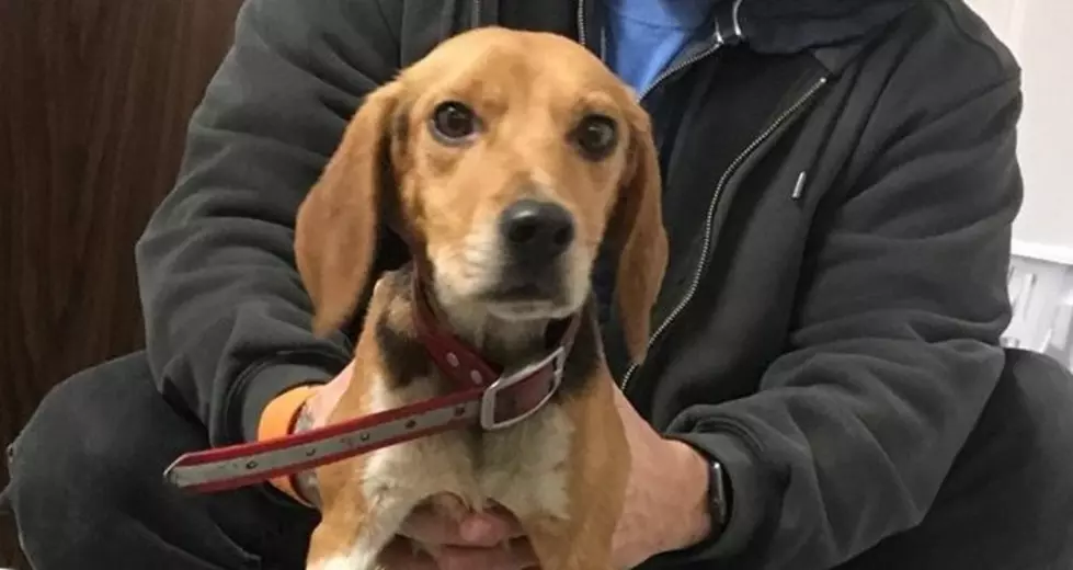 Two Beagles Thrown from SUV on I81