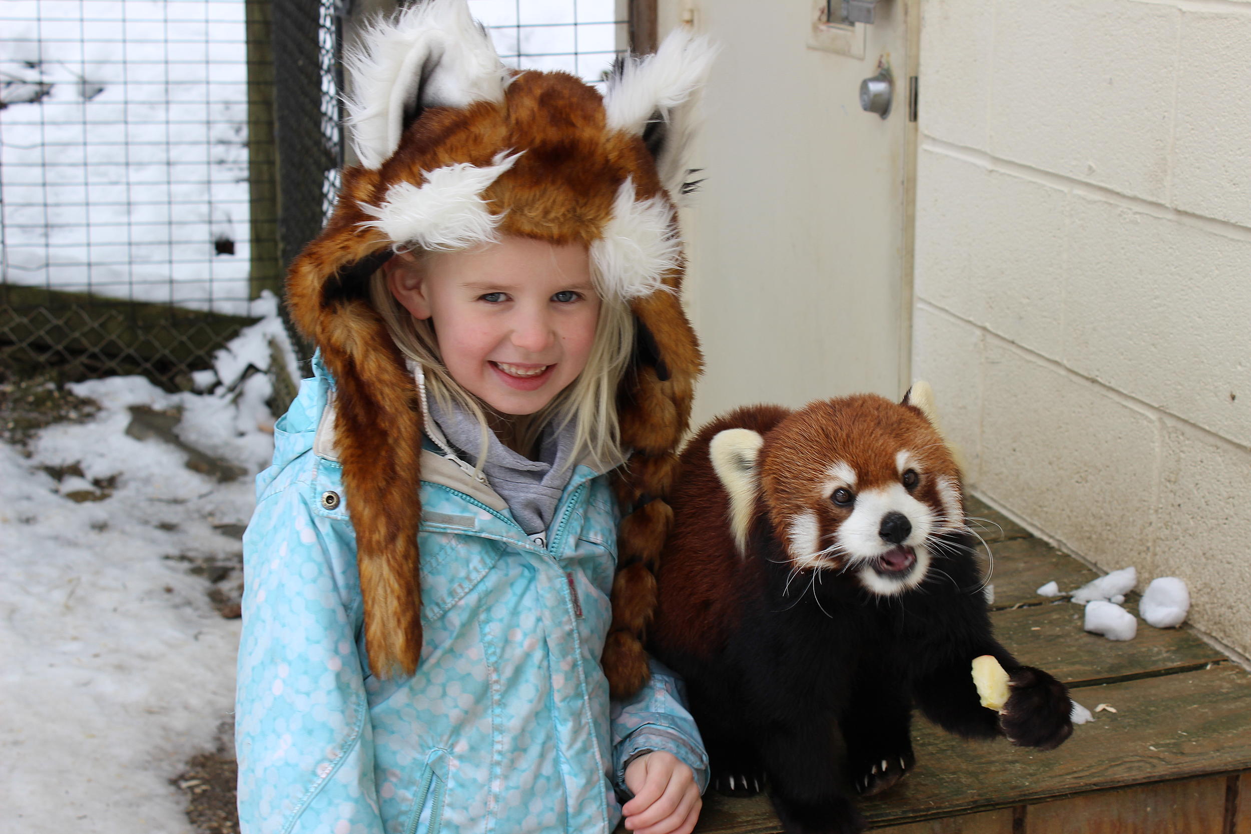 Furry Face-Time With Ross Park's Red Pandas