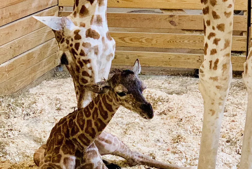 Happiness in Harpursville: April the Giraffe Gives Birth Again